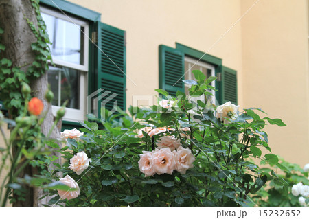 洋館とバラ 洋館とバラ 15232652