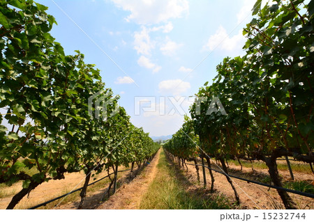 タイ フアヒン ワイナリー タイ フアヒン ワイナリー 15232744