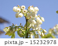 ブルーベリー 15232978