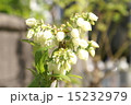 ブルーベリー 15232979