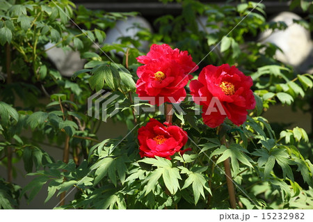 長谷寺の牡丹 15232982