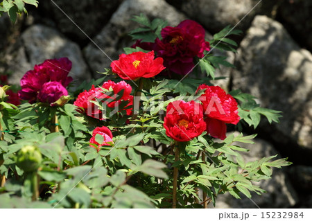 長谷寺の牡丹 15232984