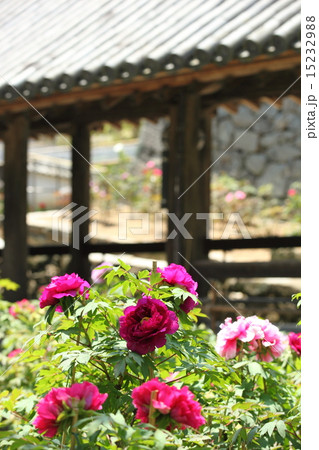 長谷寺の牡丹と回廊 15232988