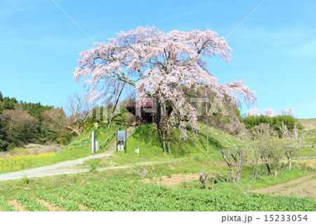 上石の不動ザクラ 上石の不動ザクラ 15233054