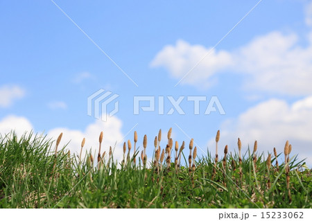 つくしと青空 15233062