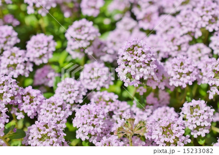 ピンクのカーペット　クリーピングタイム 15233082