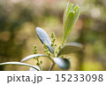 オリーブの花芽 15233098