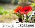 庭のガーベラ 15233099