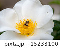 バラとハチ 15233100