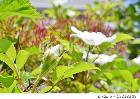 ナニワイバラの蕾 ナニワイバラの蕾 15233205