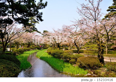 春の兼六園 15233416