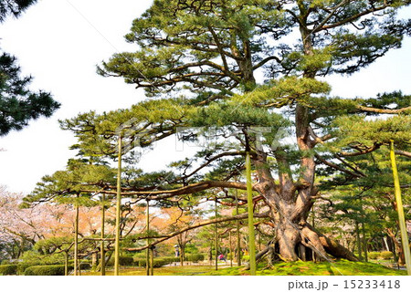 春の兼六園 15233418