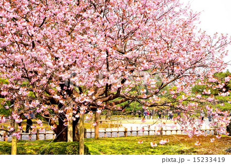 春の兼六園 15233419