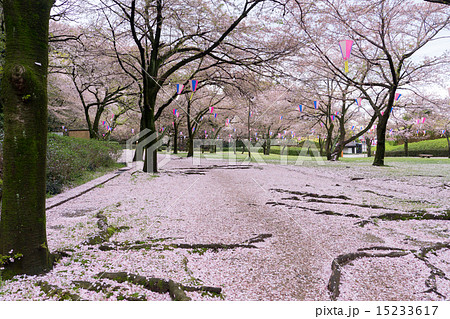 公園の道に落ちた桜の花びらの写真素材