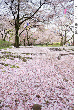 公園の道に落ちた桜の花びらの写真素材