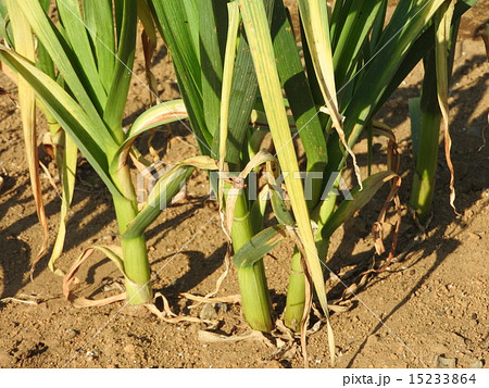 一坪農園で日本人の食生活に欠かせない長ネギを収穫してみよう。 15233864