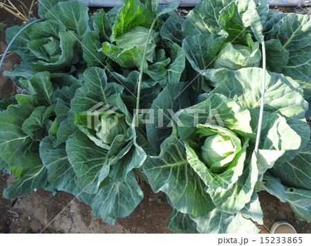 無農薬だと青虫に食べられることもあるが これ以上安全安心な野菜はない の写真素材