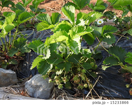 一坪農園で苗を植え付け、果物のイチゴ作りに挑戦してみよう。 15233866