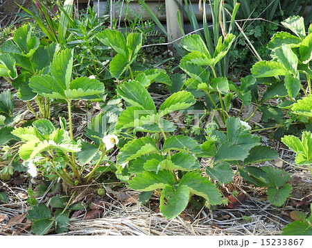 一坪農園で苗を植え付け、果物のイチゴ作りに挑戦してみよう。 15233867