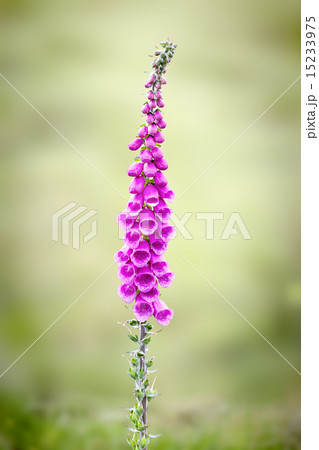 foxglove 15233975