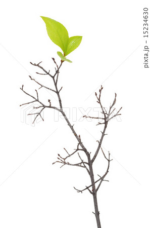 Dry branch with leaf buds 15234630