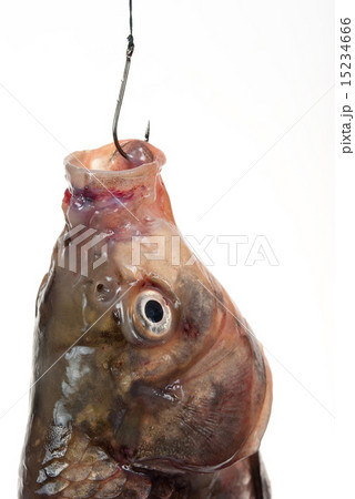Fish on a hook Fish on a hook 15234666