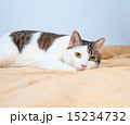 猫 15234732