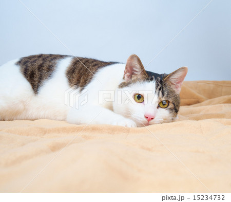 猫 15234732
