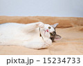 猫 15234733