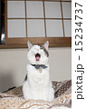猫 15234737