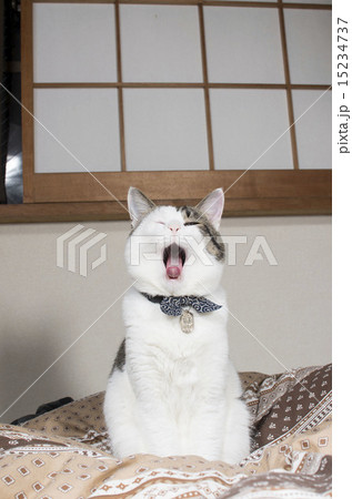 猫 15234737