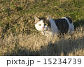 猫 15234739