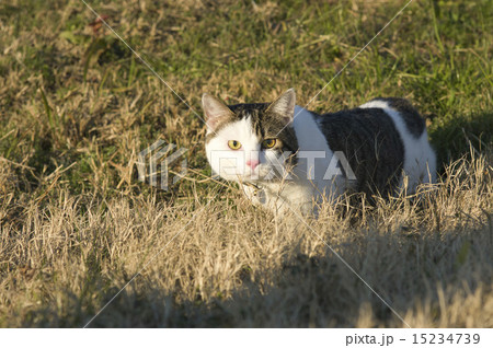 猫 15234739