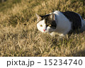 猫 15234740