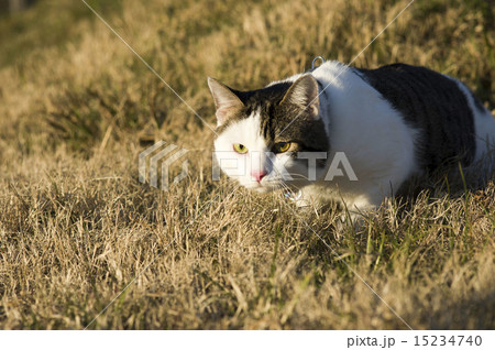 猫 15234740