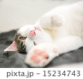 猫 15234743