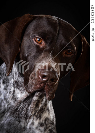 german shorthaired pointer 15235307