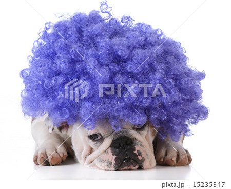 funny dog 15235347