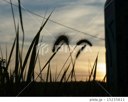 夕暮れ時の草むら 15235611