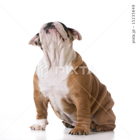 cute puppy cute puppy 15235649