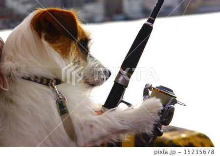 釣りに夢中の犬の写真素材