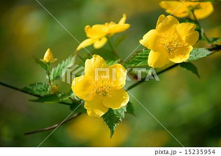 ヤマブキの花 15235954