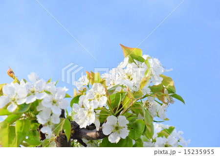 梨の花 梨の花 15235955