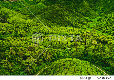 Tea plantation  15236352