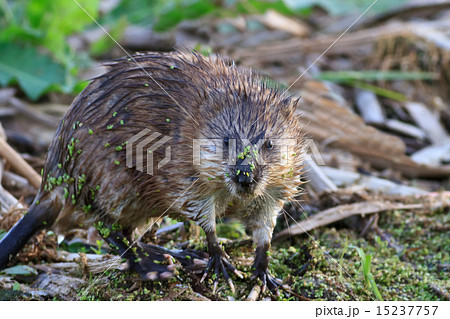 Muskrat ( Ondatra zibethica ) 15237757