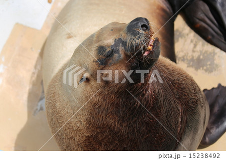 トド トド 15238492