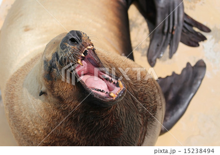 トド トド 15238494