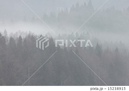 墨絵のような朝霧に煙る長野県白馬村、高原の山森 15238915