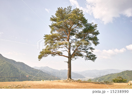 Takeda Castle Ruins Pine Trees Stock Photo