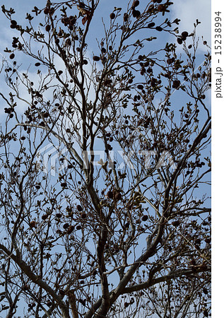 ヤシャブシの木 15238994